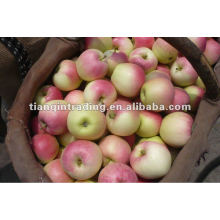 Gala apple Shannxi 2012 colheita